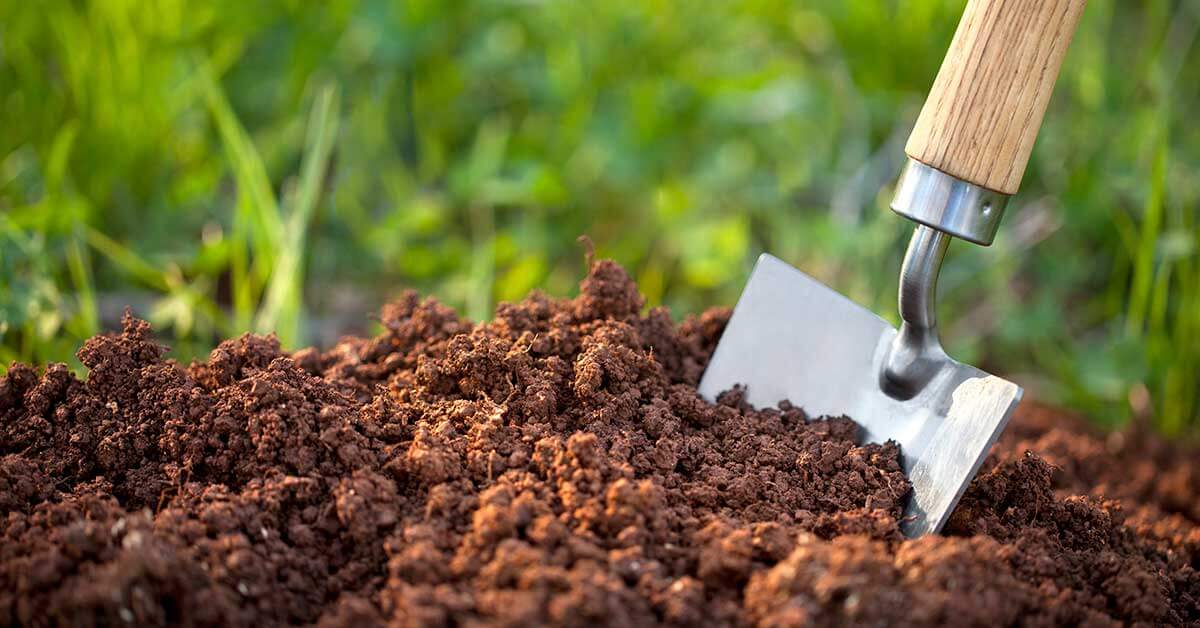 Image of Plant growing in soil fertilized with fish fertilizer