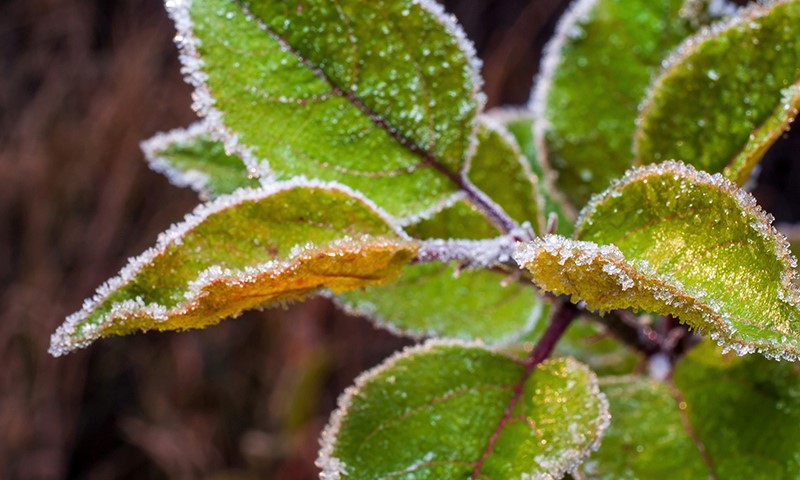 how do you care for fall planted plants