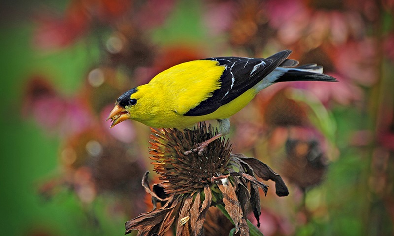 why is fall a good time for planting