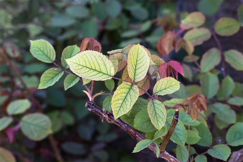 Why Plant Leaves Turn Yellow and How to Fix Them