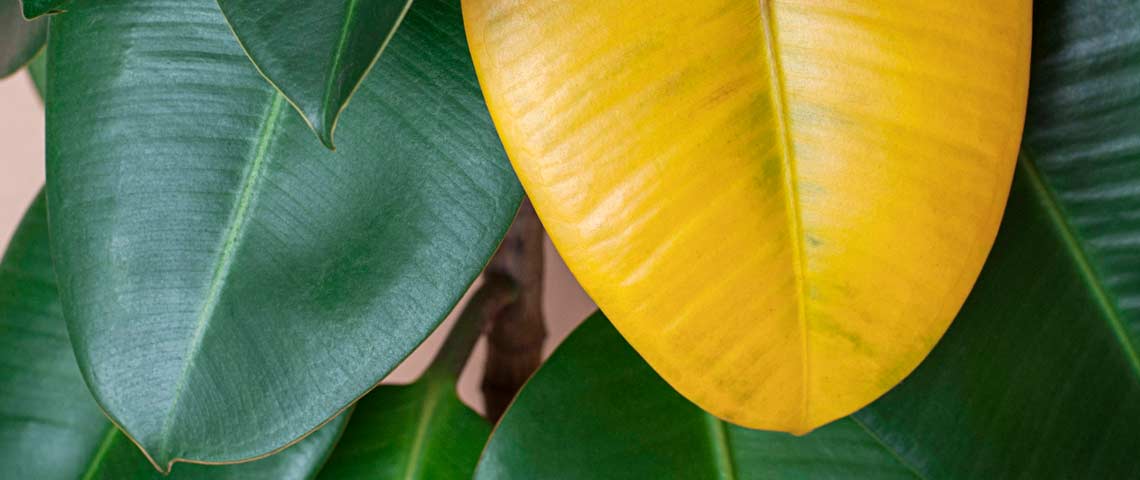 Yellow leaf on green Ficus Elastica plant