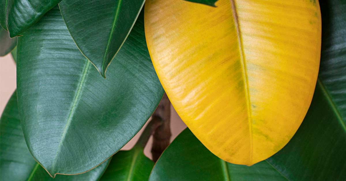 why are my poinsettia leaves turning yellow