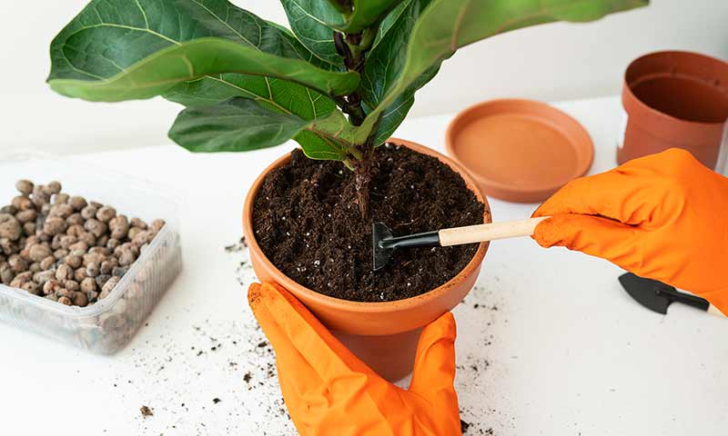 how-to-transplant