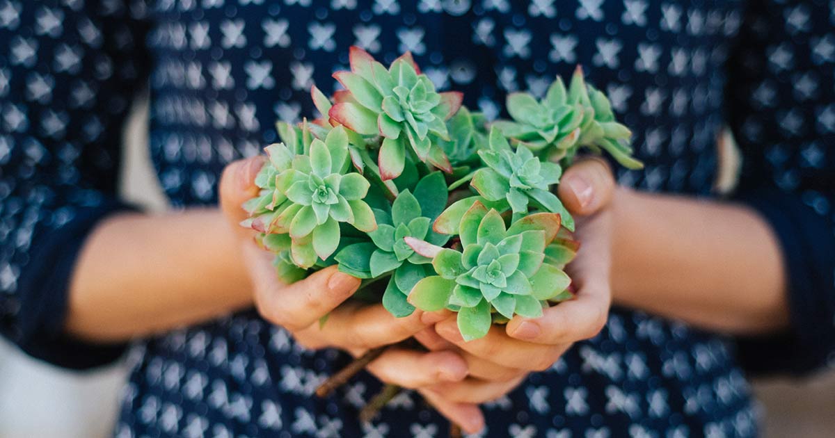 plants-needing-soil-og