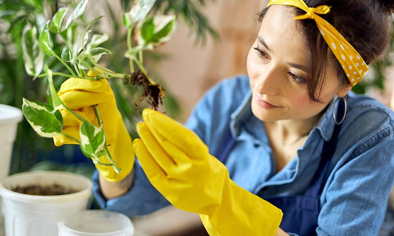 transplanting-plant