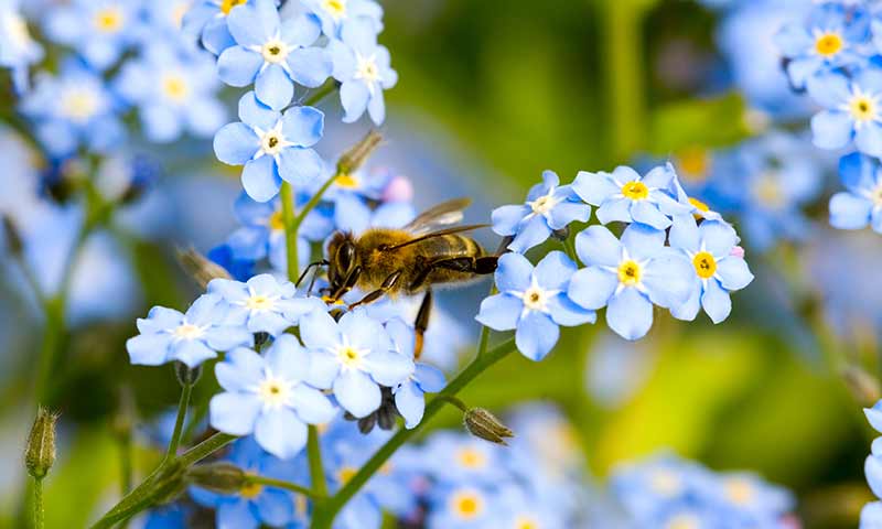 bee-pollinating