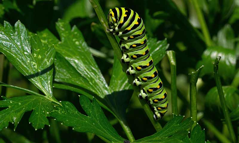 black-swallowtail