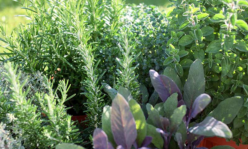 small-herb-garden