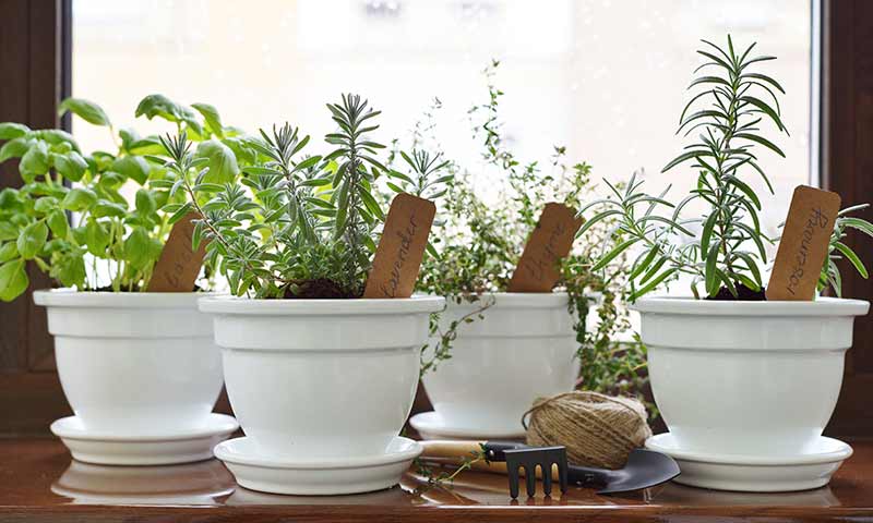 window-sill-garden