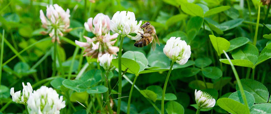 bee-and-clower-h