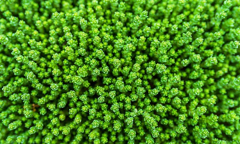 ground-clover-sedum