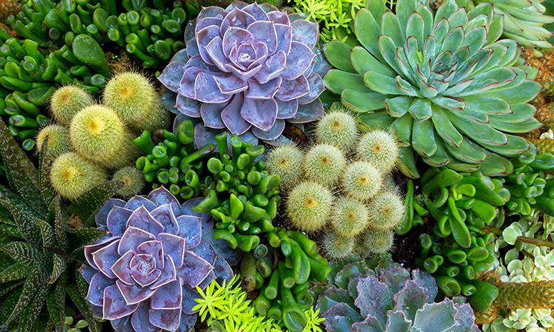 xeriscapes