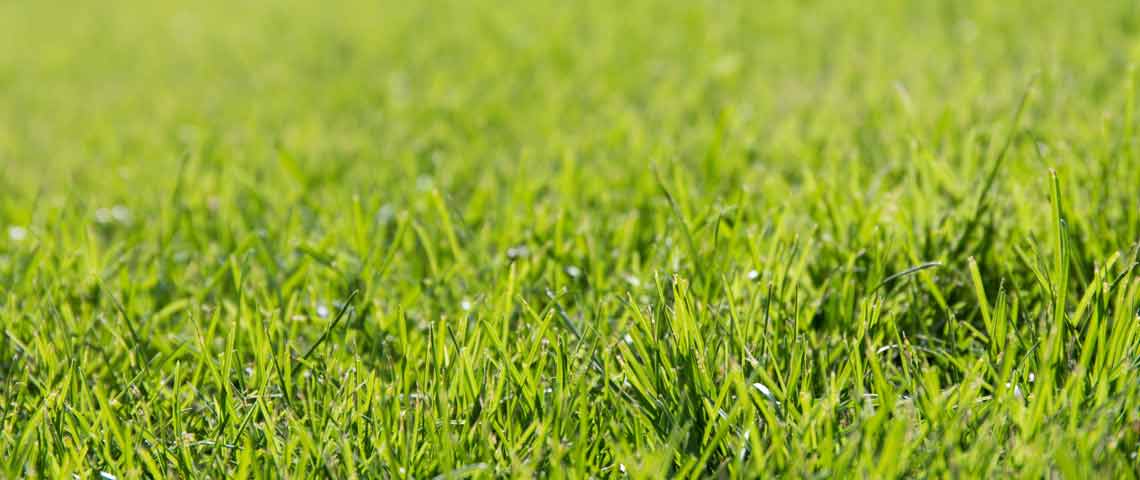 Surprising Facts About Grass