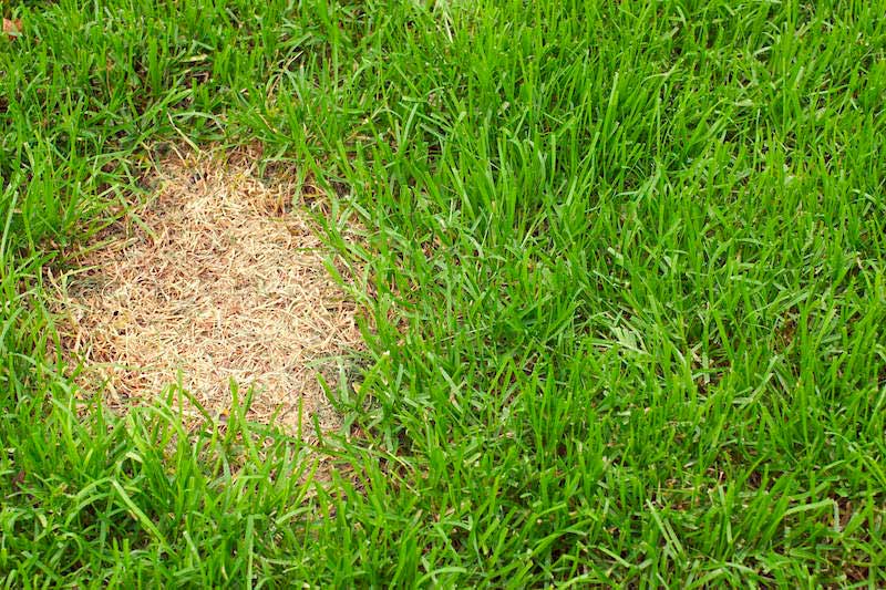 Bare spot on lawn