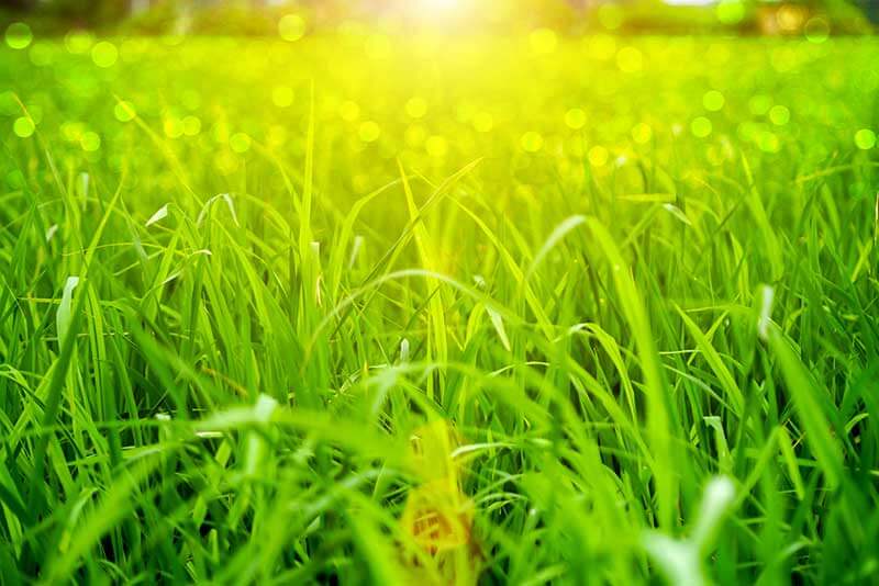 Grass light deals