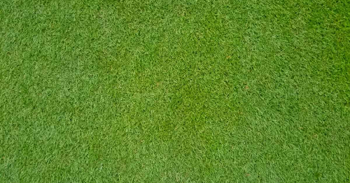 All You Need to Know About Bermudagrass