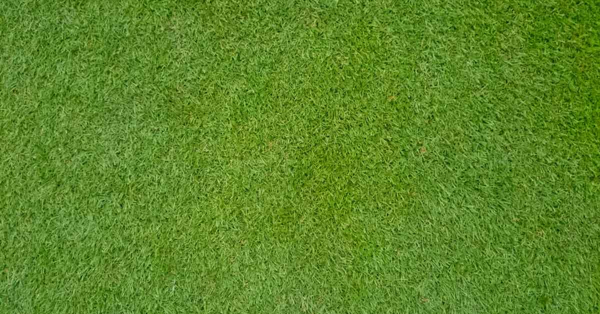 All You Need to Know About Bermudagrass OG