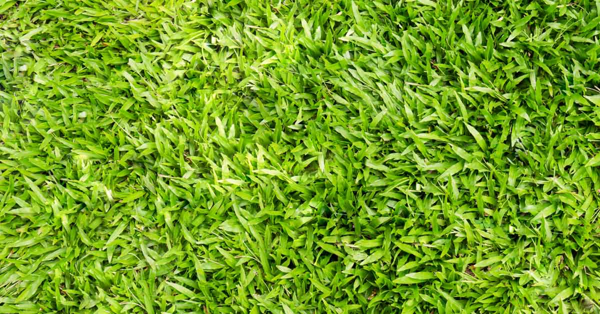 All You Need To Know About Centipede Grass