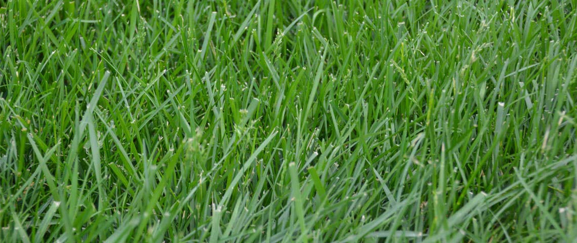 Kentucky 31 Tall Fescue Grass
