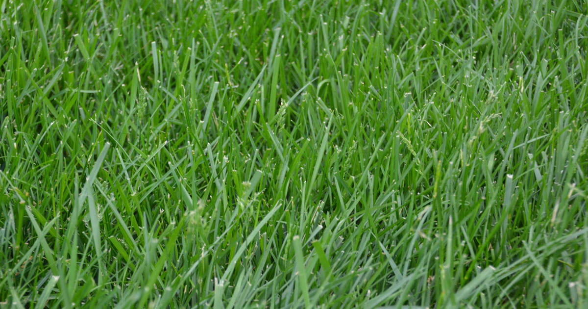 Kentucky Bluegrass Tall Fescue Mix