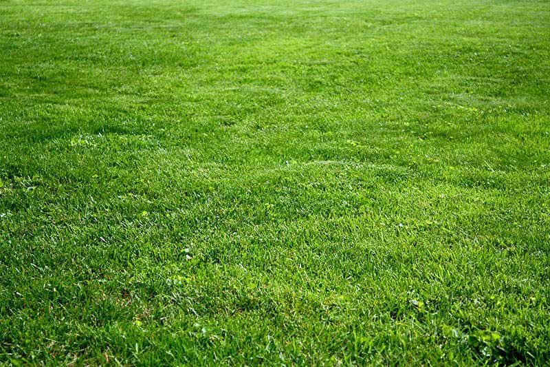 Kentucky Bluegrass Elk Mound Seed Ubicaciondepersonas cdmx gob mx