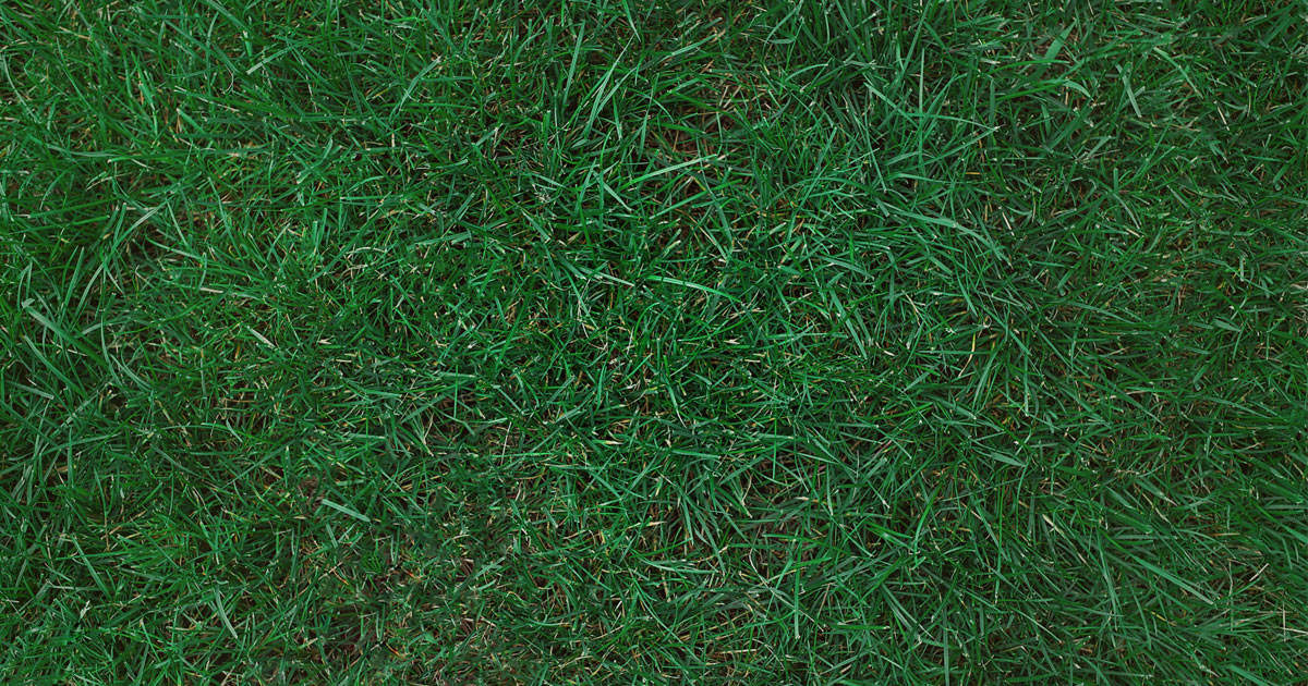 Kentucky Bluegrass Sod.