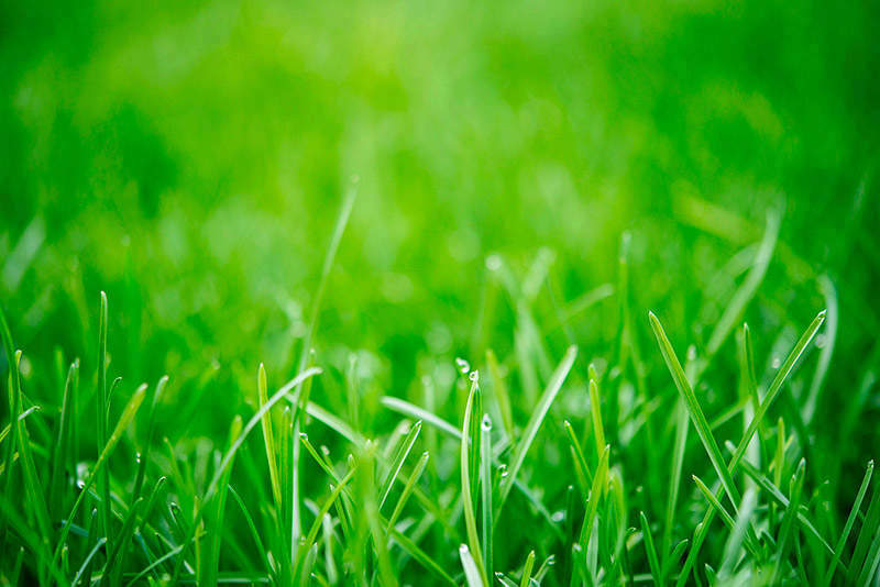 All You Need To Know About Kentucky Bluegrass 2022 