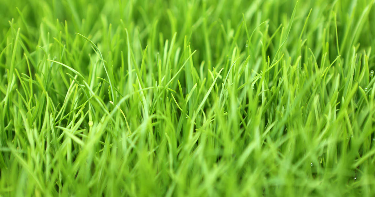 Rye grass