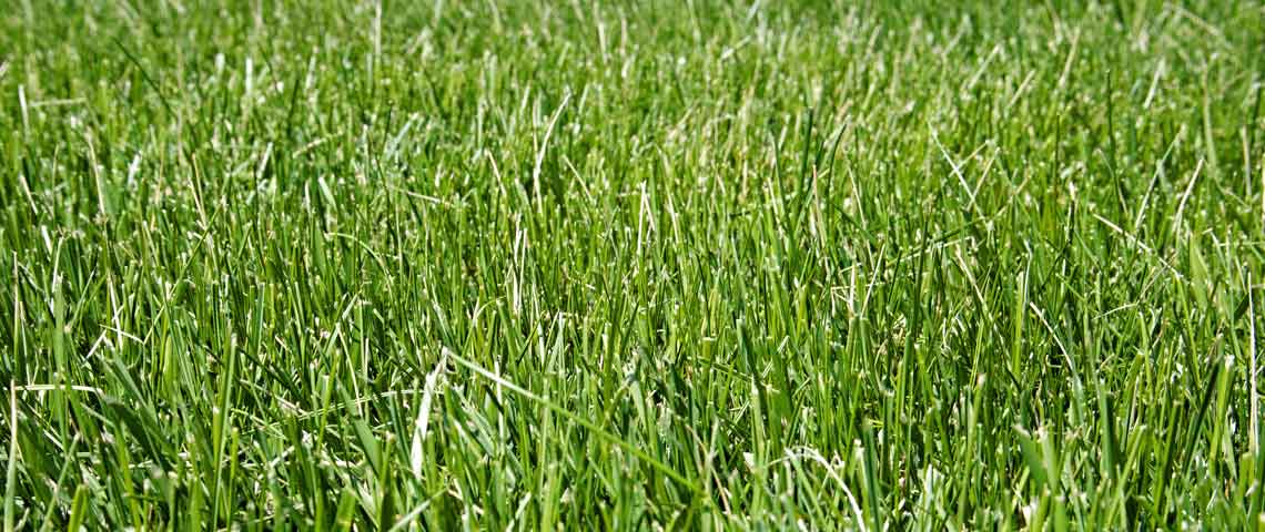 All You Need to Know About Tall Fescue Header