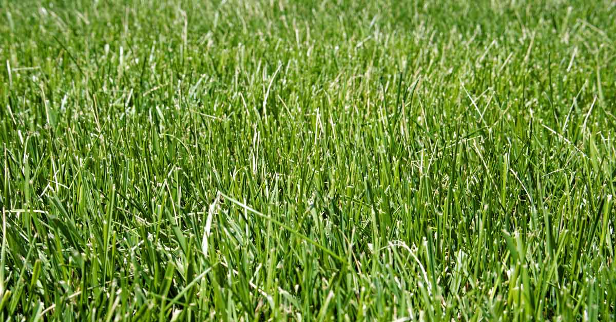 All You Need To Know About Tall Fescue