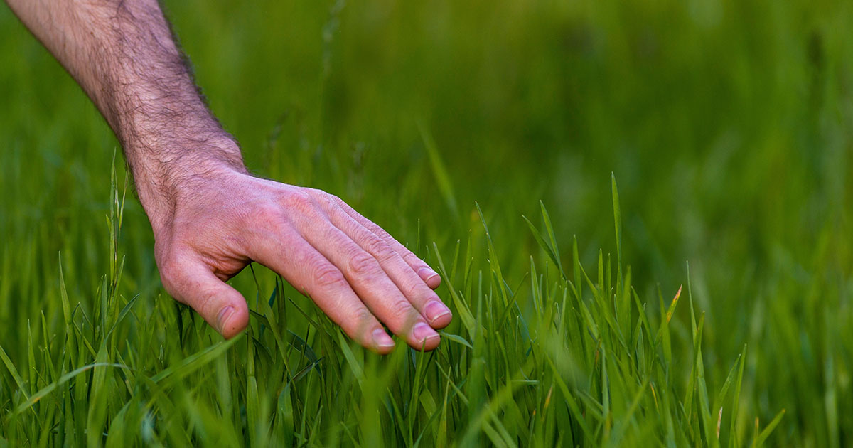 all you need to know about tall fescue
