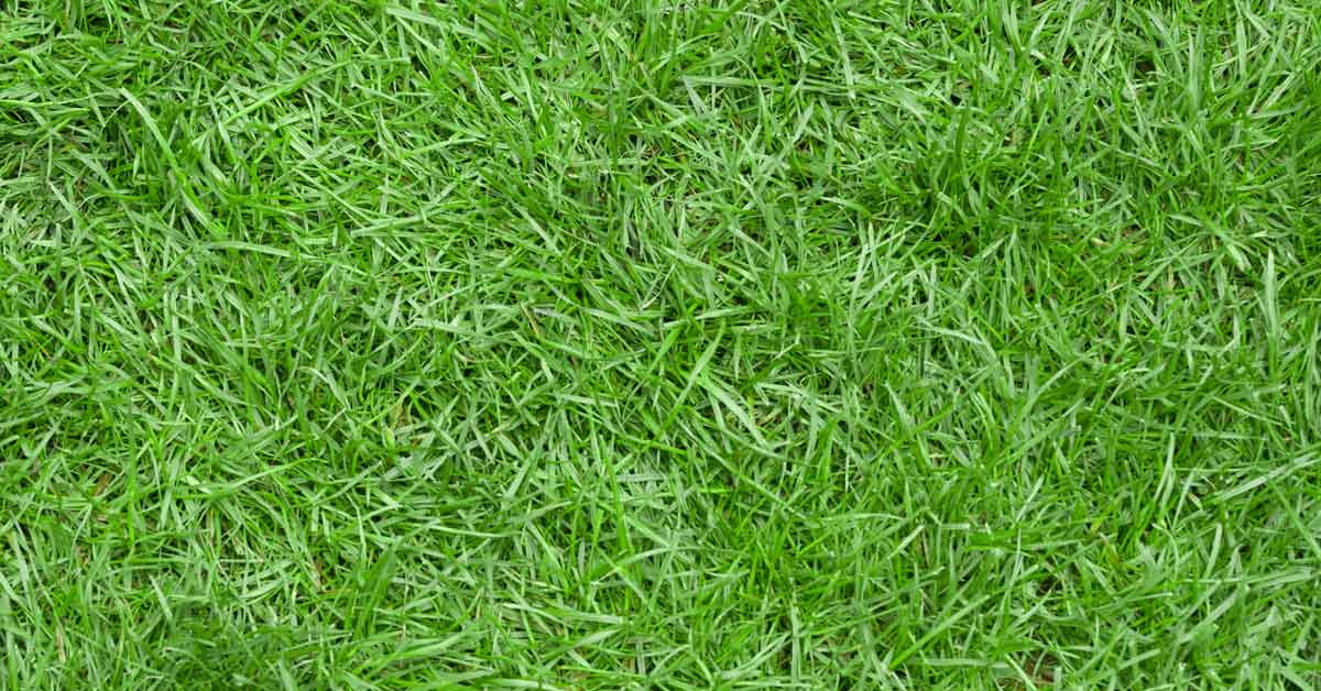 What Grass Mixes Well With Zoysia? 