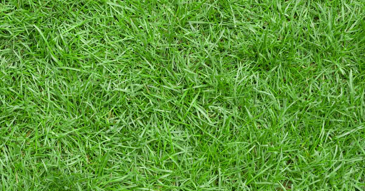 Weed Control Needed Early to Beat Weeds - Virginia Green