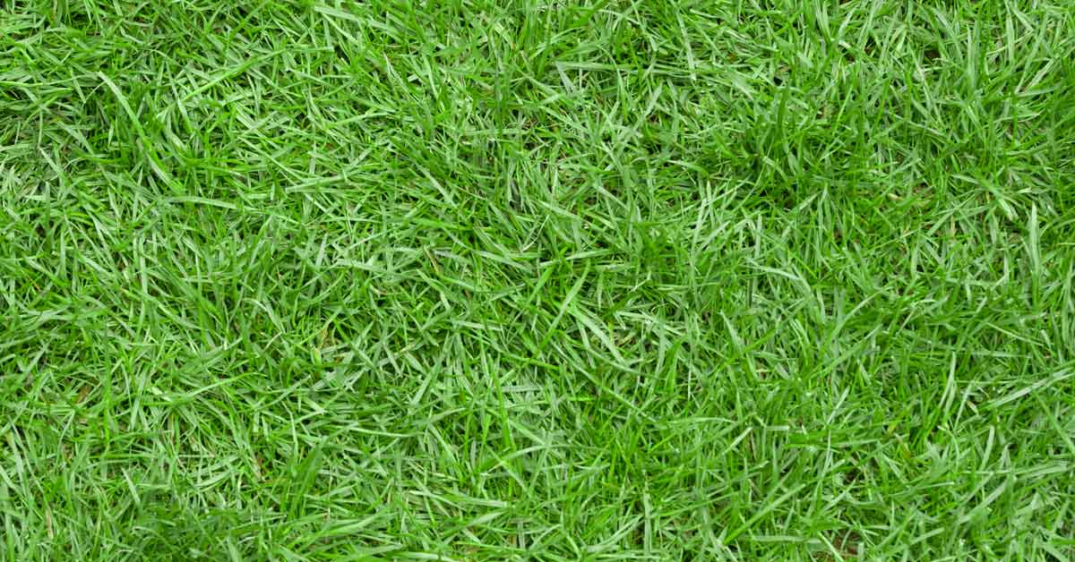 zoysia-grass-tips