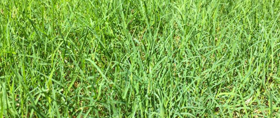 Patch of Bermudagrass