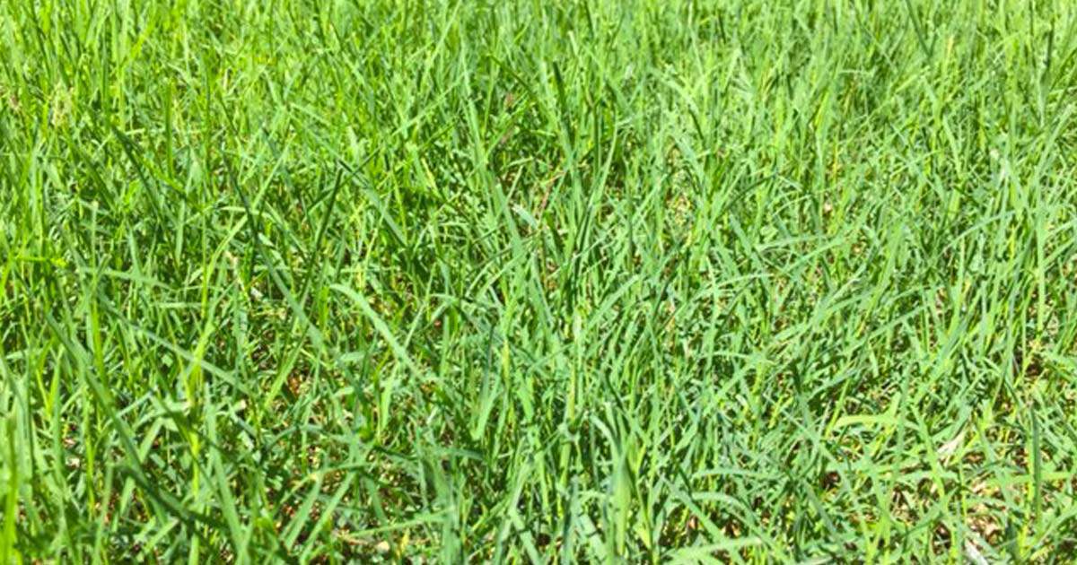 Bermudagrass and Herbicides