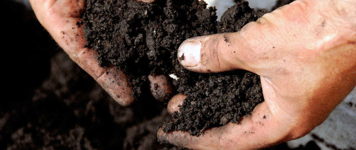 Extension Agents: Your Local Lawn and Garden Resource