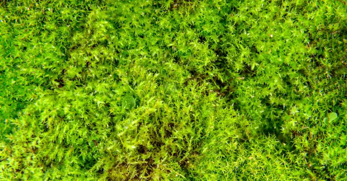 Looking for Less Lawn Care? Grow Moss Instead
