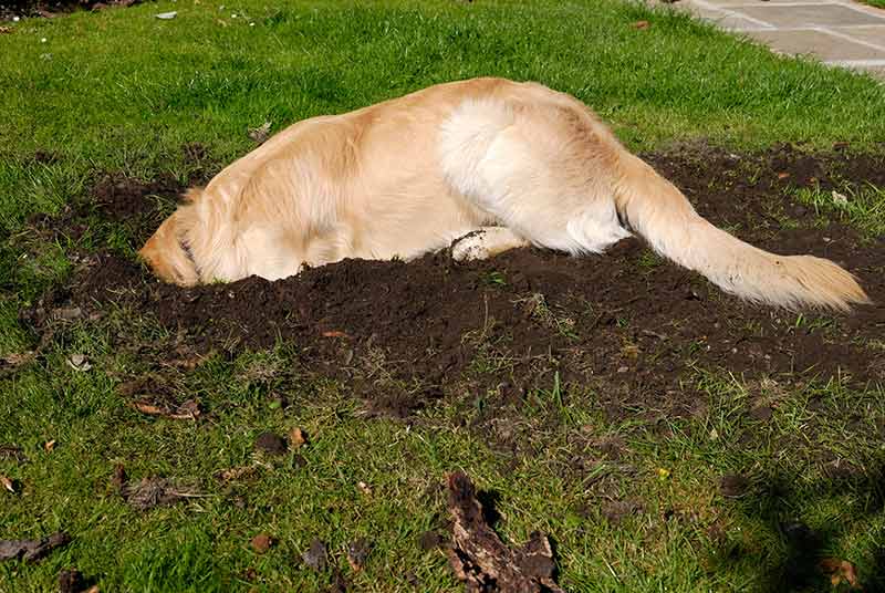 what can you put on grass for dog urine