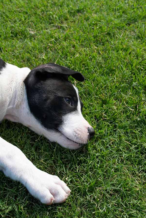 How to Fix Dog Urine Spots on Lawns