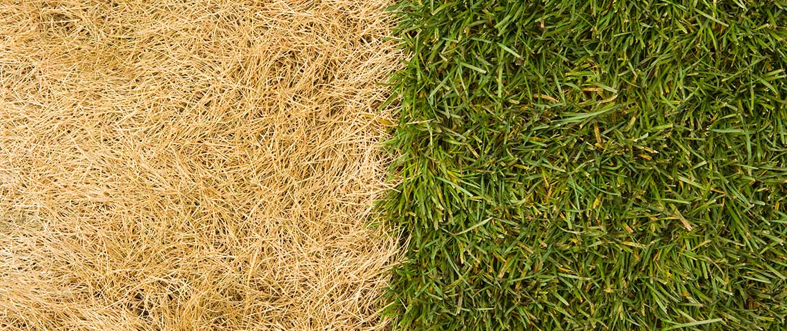 dead grass vs green grass