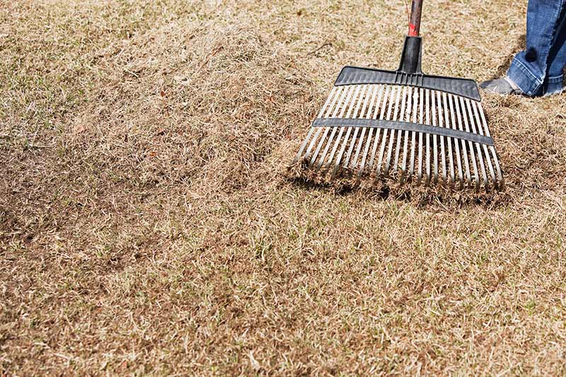 step on a rake BLOGGING IS LIVING