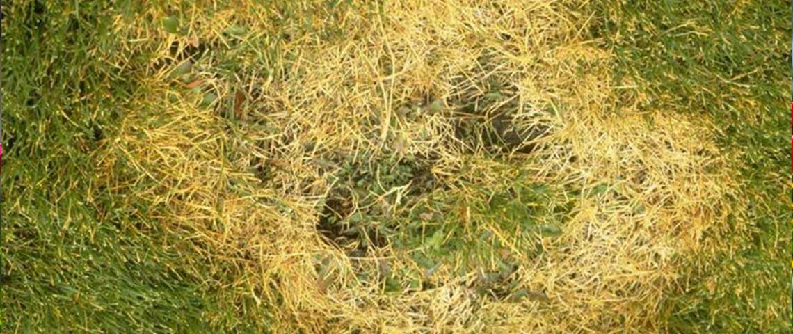 Turf showing signs of infection with Brown Patch (Rhizoctonia solani).
