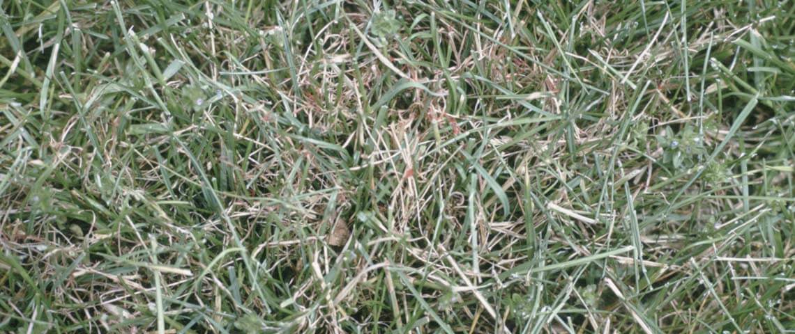 Red Thread lawn disease (Laetisaria fuciformis)