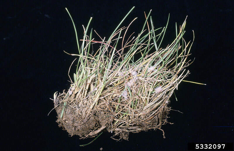 Pinkish-red strands in grass could be red thread - Turf