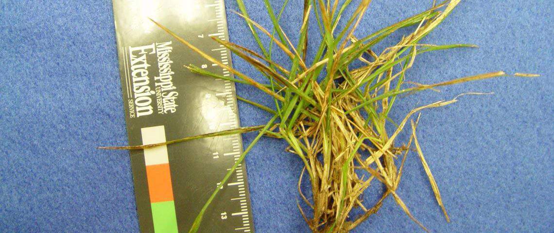 Foliar symptoms of rust on zoysiagrass caused by the fungus Puccinia zoysia.