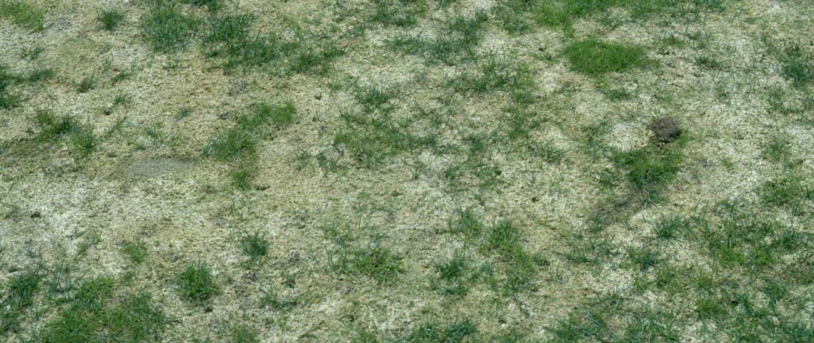 Golf course severely infected with gray snow mold, also known as Typhula blight (Typhula spp.).