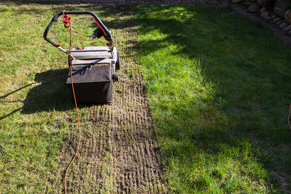 What to Do After Dethatching Lawn? 
