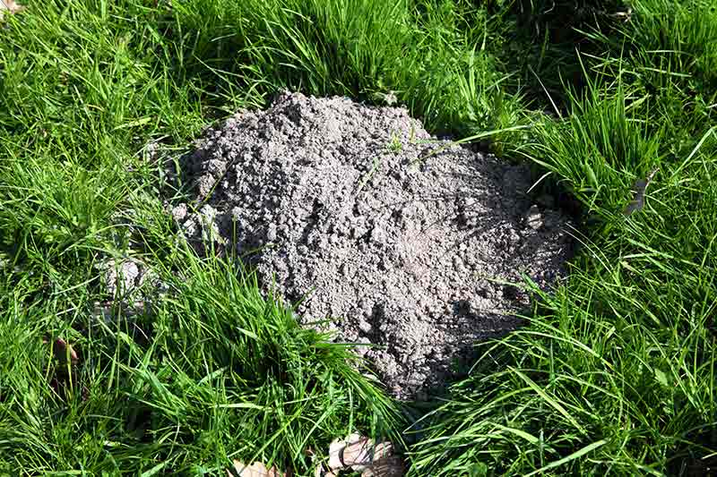 Lawn problems discount