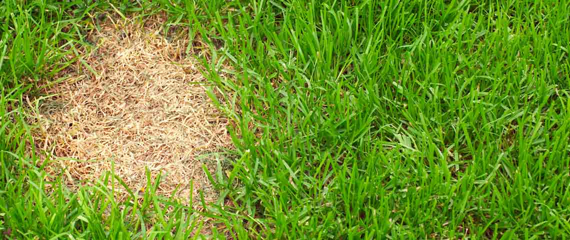 PEE-FIX dog urine neutraliser grass lawn patch repair treatment 